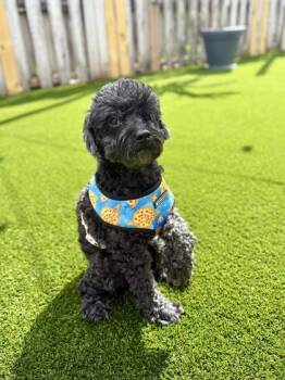 S/C Norman -  Poodle and Mixed Breed Dog for Adoption in North Miami Beach, Florida - S/C Norman | PetCurious