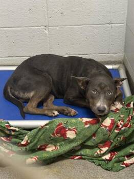 SAILOR -  Pit Bull Terrier and Doberman Pinscher Dog for Adoption - SAILOR | PetCurious