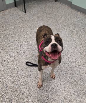 Charlie Thompson -  Terrier Dog for Adoption in Athens, Tennessee - Charlie Thompson | PetCurious
