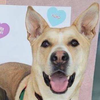 Mixed Breed Dogs Available for Adoption - Simba | PetCurious