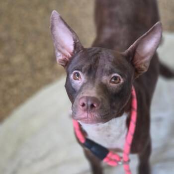 Pigeon JuM -  Terrier and Mixed Breed Dog for Adoption in Austin, Texas - Pigeon JuM | PetCurious
