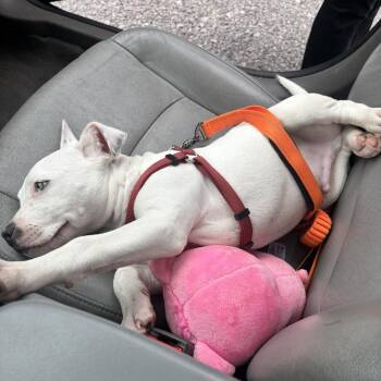 EJ -  Pit Bull Terrier Dog Available for Adoption in Evansville, Indiana - EJ | PetCurious