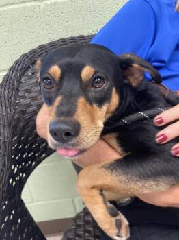 Cutie Pie -  Miniature Pinscher and Feist Dog for Adoption in Burnsville, North Carolina - Cutie Pie | PetCurious