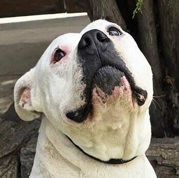 American Bully Dogs Available for Adoption - Heavenly Ms Helena ~ Lovely House Lady ! | PetCurious