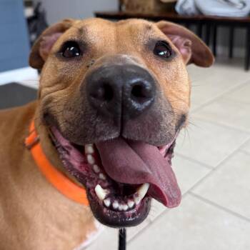 Zero -  Shar Pei and American Staffordshire Terrier Dog for Adoption in Patchogue, New York - Zero | PetCurious