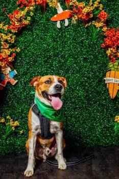 Labrador Retriever and Boxer Dogs Available for Adoption in Friendswood, Texas - Beau Wiggles The Happy Go Lucky | PetCurious