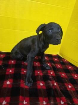 Calcite -  Labrador Retriever and Mixed Breed Dog for Adoption in Houston, Texas - Calcite | PetCurious