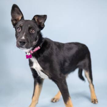 Chip -  Mixed Breed Dog for Adoption in Portland, Oregon - Chip | PetCurious