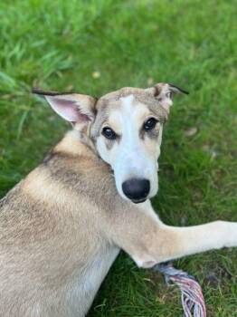Rescue Anatolian Shepherd and Great Pyrenees Dogs for Adoption in Marshall, North Carolina - Waylon | PetCurious