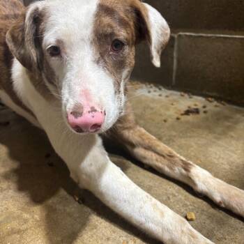 Catahoula Leopard Dog Dogs Available for Adoption in Anderson, Texas - Apple | PetCurious