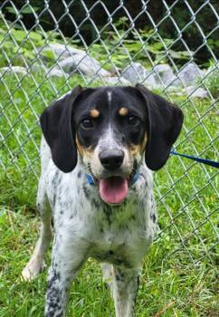 Hattie -  Bluetick Coonhound Dog for Adoption in Marion, Mississippi - Hattie | PetCurious
