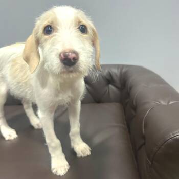 (Found) Berrie -  Terrier and Labrador Retriever Dog for Adoption in Cabot, Arkansas - (Found) Berrie | PetCurious