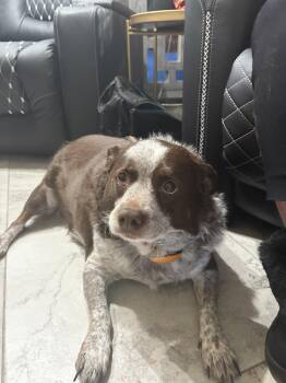 Mallory -  Australian Cattle Dog Blue Heeler Dog for Adoption in Peoria, Arizona - Mallory | PetCurious