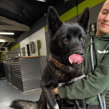 Akita and Shepherd Dogs Available for Adoption in Tacoma, Washington - Ace | PetCurious