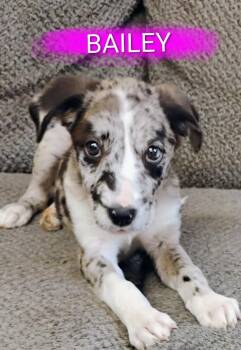 BAILEY -  Catahoula Leopard Dog Dog for Adoption in Saint Jo, Texas - BAILEY | PetCurious