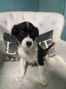 Edward -  Shepherd and Great Pyrenees Dog for Adoption in Chattanooga, Tennessee - Edward | PetCurious