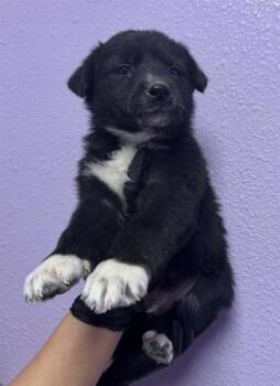 Labrador Retriever and Mixed Breed Dogs Available for Adoption in El Paso, Texas - 60826539 | PetCurious