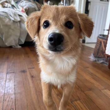 Nugget -  Australian Shepherd and Mixed Breed Dog for Adoption in Fayetteville, Arkansas - Nugget | PetCurious