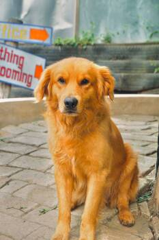 Golden Retriever Dogs Available for Adoption in San Diego, California - Orlando | PetCurious