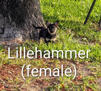 Chihuahua and Dachshund Dogs Available for Adoption in Cape Coral, Florida - Puppies | PetCurious