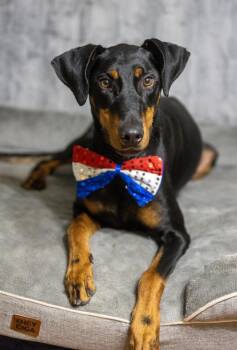 Boss Bang -  Doberman Pinscher Dog for Adoption in Pearland, Texas - Boss Bang | PetCurious