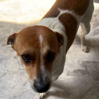 Mixed Breed Dogs Available for Adoption in Summerlee, West Virginia - Winnie | PetCurious