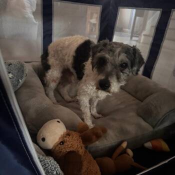 Mixed Breed Dogs Available for Adoption - Sheridan | PetCurious