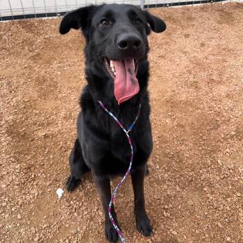 Harley Pending Lab -  Black Labrador Retriever Dog for Adoption in Kerrville, Texas - Harley Pending Lab | PetCurious