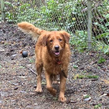 Rescue Golden Retriever Dogs for Adoption in Port Townsend, Washington - Lady | PetCurious