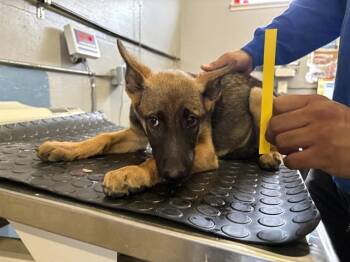 GRANNY SMITH -  Belgian Shepherd Malinois Dog for Adoption in Camarillo, California - GRANNY SMITH | PetCurious