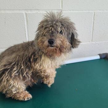 Paige 9480 -  Poodle and None Dog Available for Adoption in Loxahatchee Groves, Florida - Paige 9480 | PetCurious