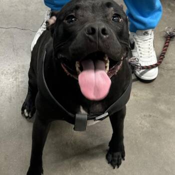 Terrier Dogs Available for Adoption in Clearwater, Florida - Connor | PetCurious