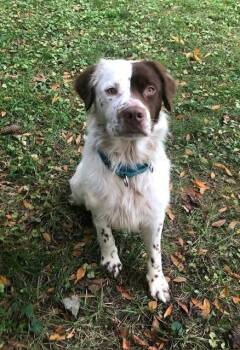 Rescue English Setter Dogs for Adoption - Marshmallow | PetCurious