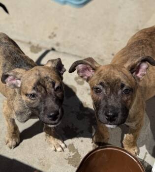 Pit Bull Terrier Dogs Available for Adoption in Hesperia, California - Tulip | PetCurious