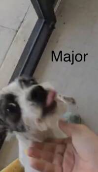 Mixed Breed Dogs Available for Adoption in Rock Hill, New York - Major | PetCurious