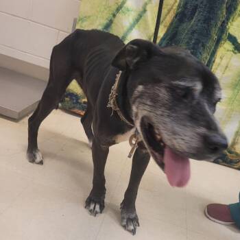 Mixed Breed Dogs Available for Adoption - Oscar | PetCurious