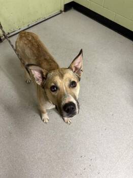 Siberian Husky and Mixed Breed Dogs Available for Adoption - BLAINE | PetCurious