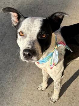 Rescue Australian Cattle Dog Blue Heeler and Mixed Breed Dogs for Adoption in Tulsa, Oklahoma - MILLS | PetCurious