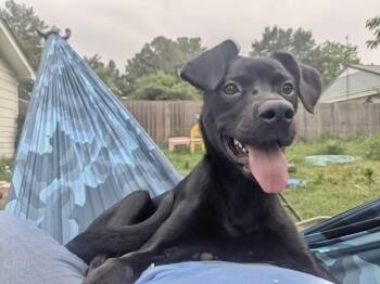 Jelly Bean -  Labrador Retriever Dog for Adoption in Manchester, Connecticut - Jelly Bean | PetCurious