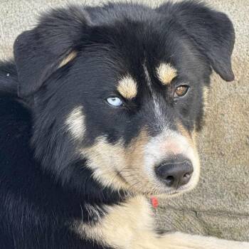 Pandora -  Australian Shepherd and Husky Dog for Adoption in Brockport, New York - Pandora | PetCurious