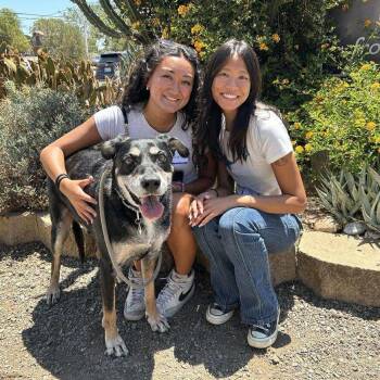 Rottweiler Dogs Available for Adoption - Sammy | PetCurious