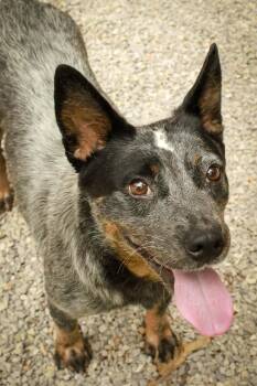 Barbie -  Australian Cattle Dog Blue Heeler Dog for Adoption in Ona, West Virginia - Barbie | PetCurious