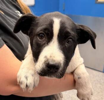 Friday -  Siberian Husky Dog for Adoption in Golden, Colorado - Friday | PetCurious