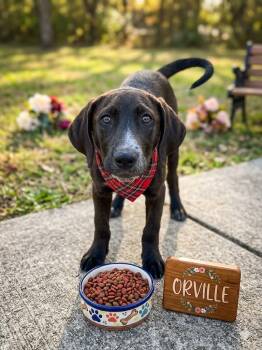 Black Labrador Retriever and English Pointer Dogs Available for Adoption in Lincoln, Nebraska - ORVILLE  | PetCurious
