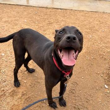Bun -  Mixed Breed Dog for Adoption in Bentonville, Arkansas - Bun | PetCurious