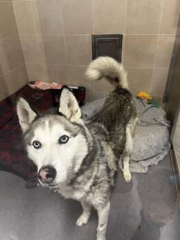 Princess -  Siberian Husky Dog for Adoption in Stratham, New Hampshire - Princess | PetCurious