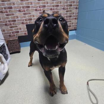 Kilo -  American Bulldog and Rottweiler Dog for Adoption in Windsor, Virginia - Kilo | PetCurious