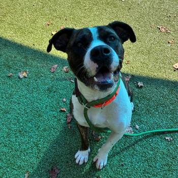 Autumn -  Mixed Breed Dog for Adoption in Greensboro, North Carolina - Autumn | PetCurious