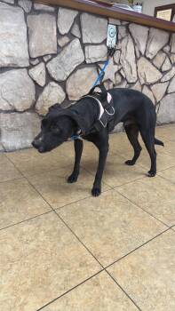 Houdini -  Retriever and English Pointer Dog for Adoption in Newport, New Hampshire - Houdini | PetCurious