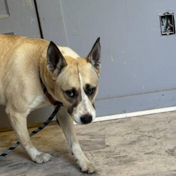 Mixed Breed Dogs Available for Adoption in Summerlee, West Virginia - Saffron | PetCurious